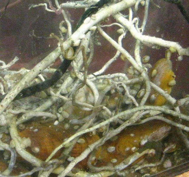 Bathymodiolid mussels and vestimentiferan tube worms, collected from a methane seep off the coast of Costa Rica, provide habitat for many associated s Picture