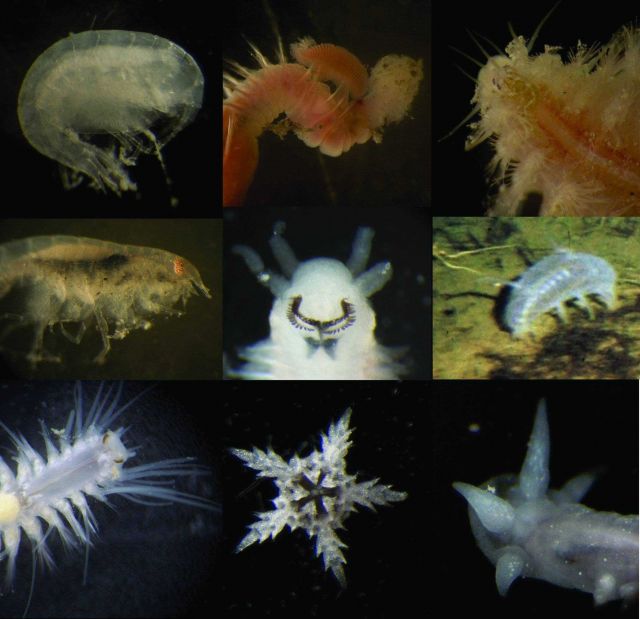 Incredible diversity lies in small animals which live in and on the sediment. Picture