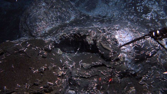 Shrimp congregate near the summit of West Mata Volcano and may be the same species as those found at eruptive sites more than 3,000 miles away Picture