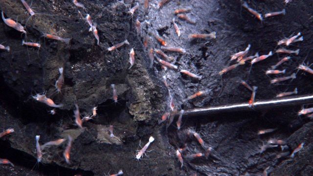 A close-up view of the shrimp at the summit of West Mata Volcano, which may be the same species as those found at eruptive sites more than 3,000 miles Picture