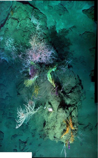 A down-looking mosaic of a coral community at 1400m depth, including a variety of hard and soft corals. Picture
