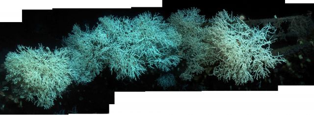 Mosaic of a large colony of Lophelia on the bow of the Gulf Penn Picture