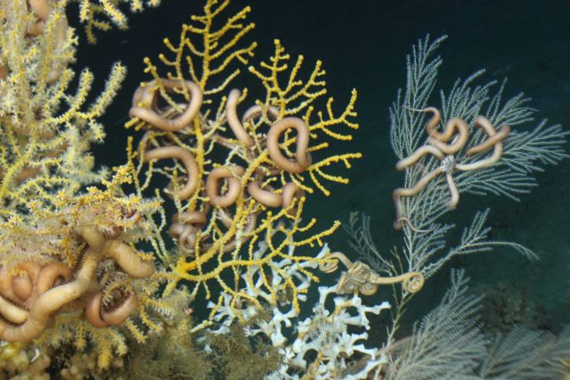 Ophiuroids on Lophelia pertusa, Callogorgia americana, and other gorgonians at Roberts Reef. Picture