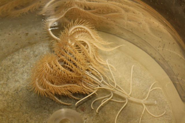 Crinoid in sample dish for further study. Picture