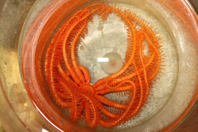 Reddish-orange 15-armed seastar Picture