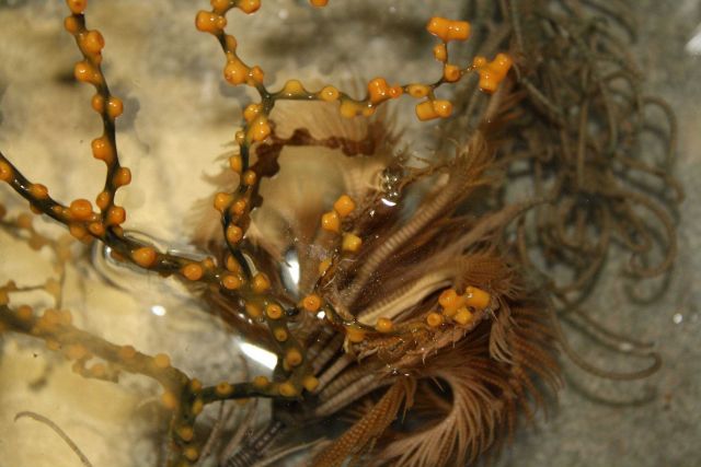 Crinoids and coral polyps. Picture