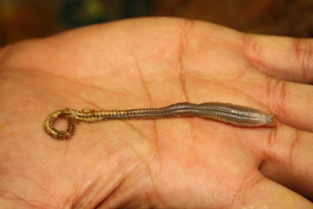 Worm extracted from base of large coral bush. Picture