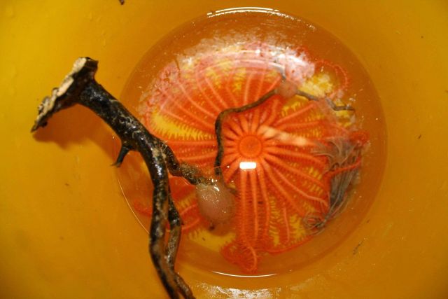 Coral bush with yellow translucent growth , crinoid on the right, and a many-armed solaster seastar. Picture