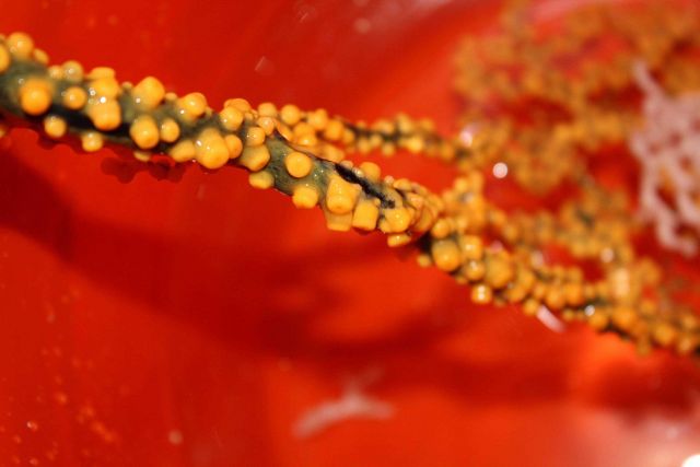 A profusion of retracted yellow coral polyps on a branch of coral. Picture