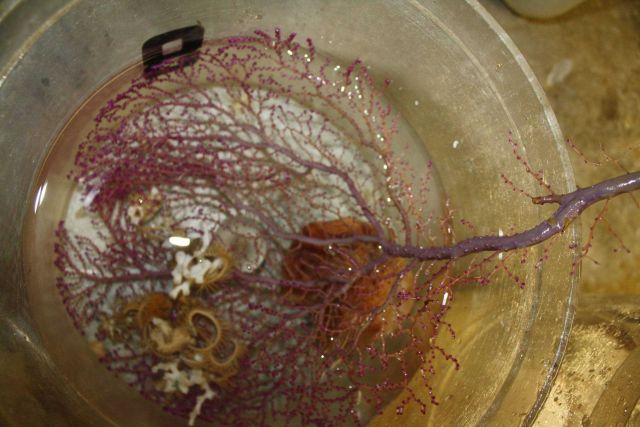A delicate purple coral bush, white coral, what appears to be a medium sized sponge, and arms of a crinoid. Picture