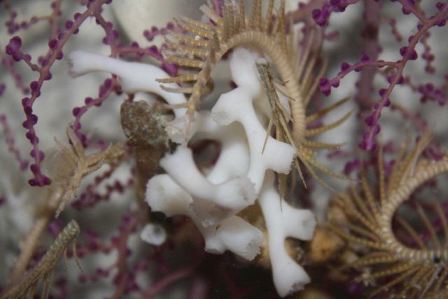 A delicate purple coral bush, white coral and arms ofa crinod. Picture