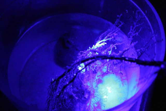 Bioluminescing coral and crinoids. Picture