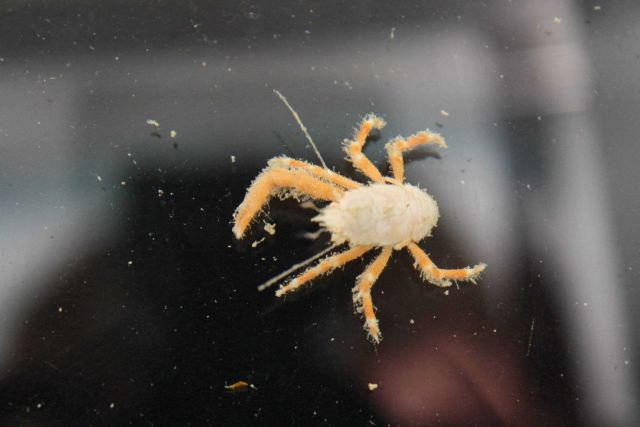 A little orange and white squat lobster. Picture