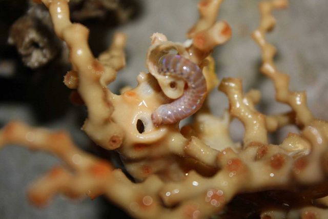 The end of a worm protruding out from caverns in a lophelia pertusa bush. Picture