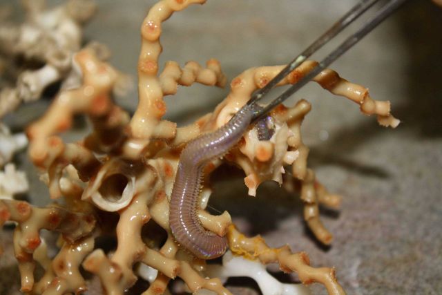 A scientist extracting a worm from a lophelia pertusa bush. Picture