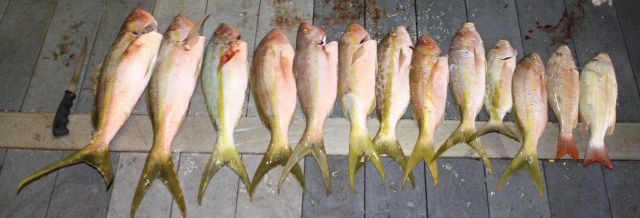 Nighttime fish sampling by hook and line. Picture
