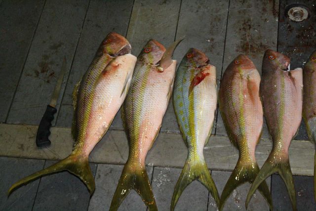 Nighttime fish sampling by hook and line. Picture