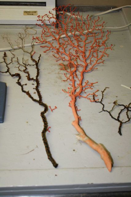 Orange and black coral bushes Picture