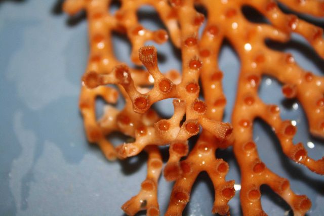 Orange Lophelia pertusa coral bush. Picture
