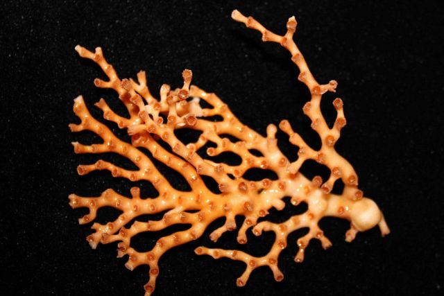 Reddish-orange lophelia pertusa Picture