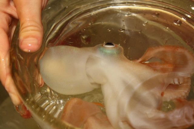 A wide-eyed octopus wondering how he ended up in a sample dish. Picture