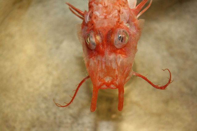The head of a red something. Picture