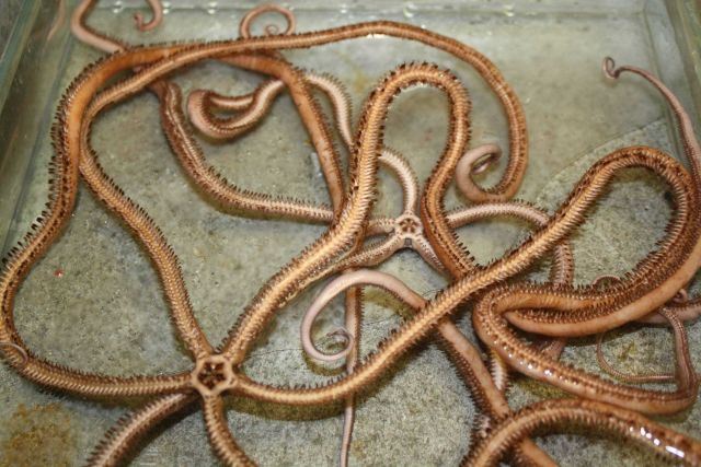 Two ophiuroid starfish. Picture