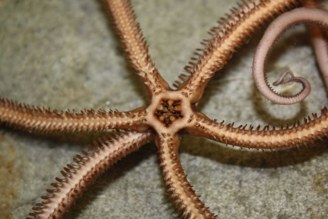 Mouth of an ophiuroid brittlestar. Picture