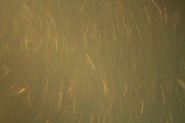 Zooplankton drifting in the Gulf Stream. Picture