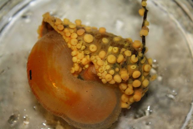 Coral and some sort of orange animal. Picture