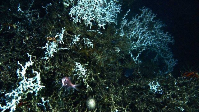 Lophelia bush with squat lobsters, crinoids, an urchin, and a startled fish. Picture