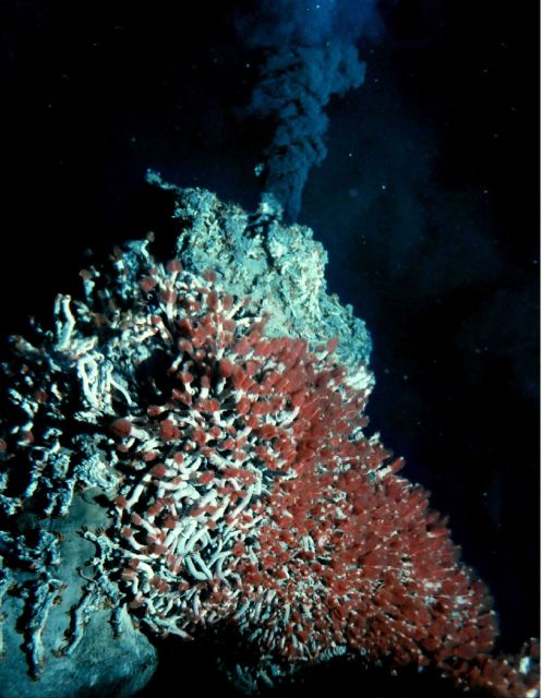 A black smoker community comprised of giant red tubeworms and hundreds of squat lobsters Picture