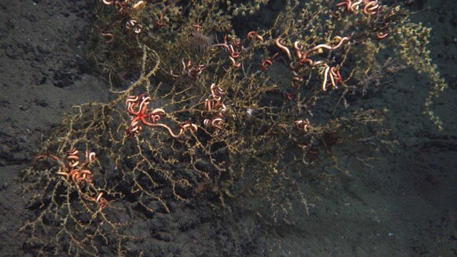 Normally yellow vibrant coral colonies are here with seemingly dark 
