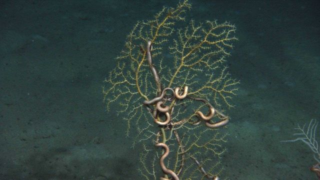 The sea fan Paramuricea sp Picture