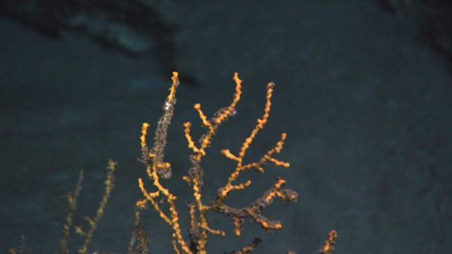 A closeup of the upper portion of a yellow octocoral with parts of the branches , with tissues and polyps present, covered with a brown flocculent mat Picture