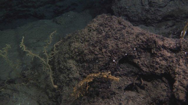 Three corals near the center of the site Picture