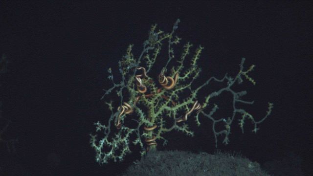 A coral atop one of the highest points within the site showing still living coral tissue mostly encompassed by a brittle seastar with other branches l Picture