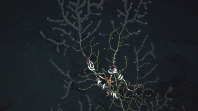 A close up of one of the impacted corals and an attached brittle star Picture
