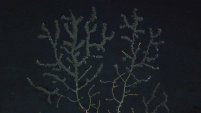 A close up of one of the impacted corals Picture