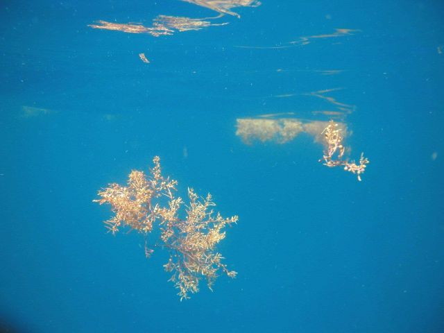 Sargassum weed Picture