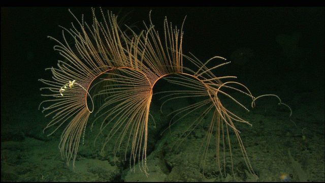 A beautiful spiralling Iridogorgia with barnacles colonizing its very end Picture