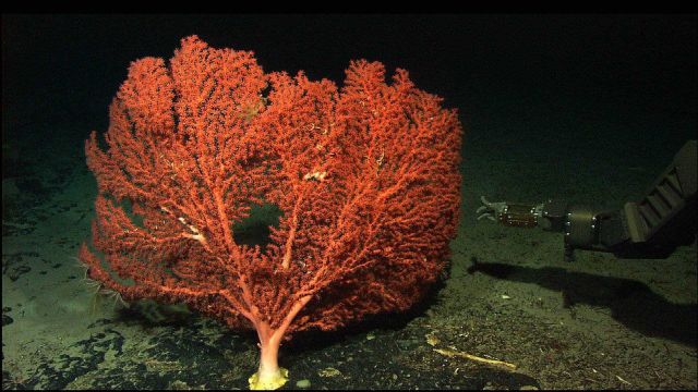 A bubble-gum coral (Octocorallia) Paragorgia sp.on Balanus Seamount Picture