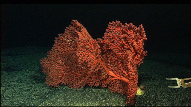 A bubble-gum coral (Octocorallia) Paragorgia sp., at 1900 meters depth on Balanus Seamount Picture
