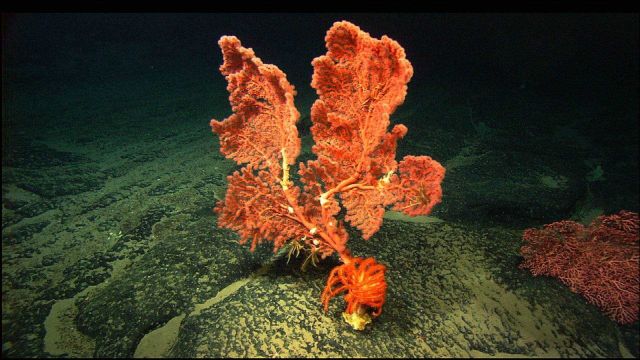 A bubble-gum coral (Octocorallia) Paragorgia sp.with a brisingid sea star on Balanus Seamount Picture