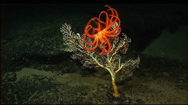 A white paragorgia with brisingid sea star and numerous smaller brittle stars clinging to branches Picture