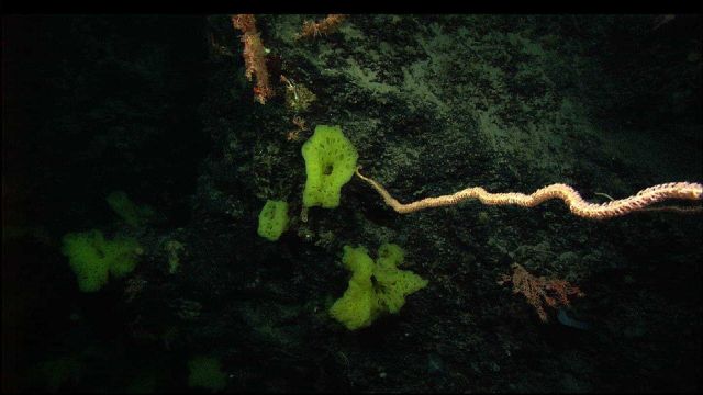Yellow sponges, a long bamboo coral extending upwards and unidentified corals on the rock face. Picture
