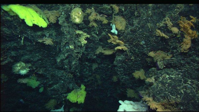 A diverse assemblage of sponges and corals on a rock face. Picture