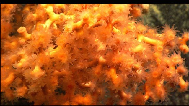 Lophelia with polyps extended. Picture