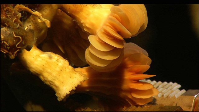 Large desmophyllum cup coral Picture