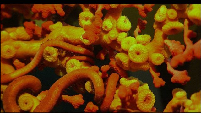 Zooanthids covering paragorgia with brittle star emergent Picture